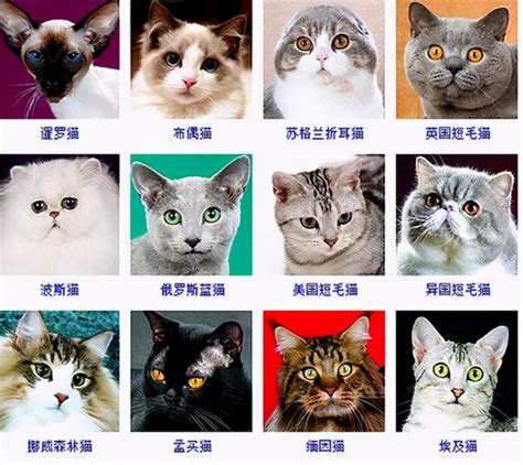 猫的品种名称大全（猫咪品种1秒认全）-叮百科