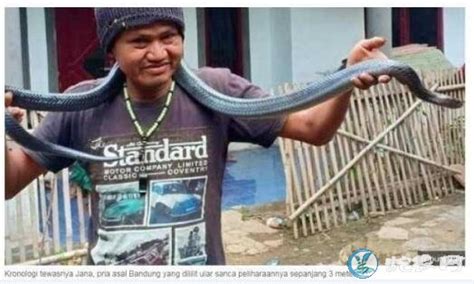 印尼男子近距离拍摄蟒蛇活吞老鼠画面震撼_新浪图片