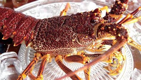 世界十大顶级海鲜排名，法国蓝龙虾上榜，第二被誉为刺身之王_排行榜123网