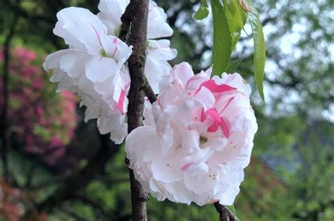 春天常见的观花小乔木都有哪些（如何看花识品种）-花街新闻-藤本月季网