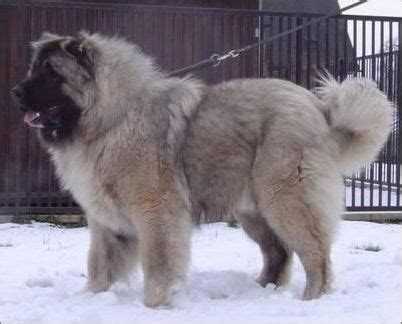 俄罗斯北高加索犬,罗斯高加索犬,罗斯北高加索地区_大山谷图库
