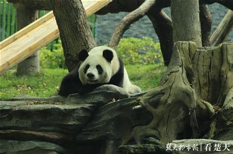 武汉动物园和武汉九峰森林动物园哪个更好玩_旅泊网