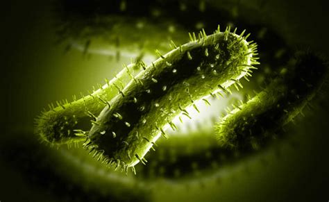 显微镜下的细胞真菌图片素材-正版创意图片500321853-摄图网