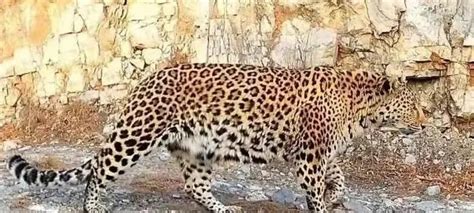 非洲南部Kruger自然公园野生豹沉睡高清图片下载-正版图片505020519-摄图网