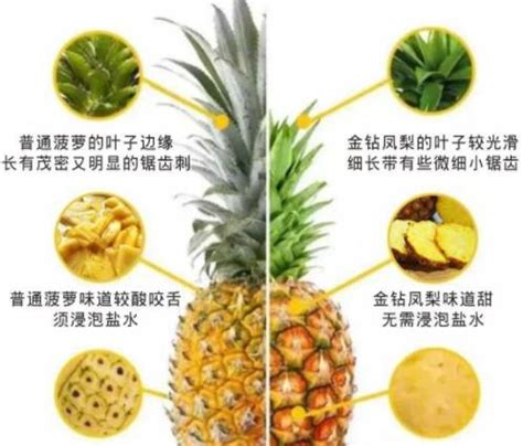 来自台湾的金钻菠萝即将抢占初春内地市场 | 国际果蔬报道