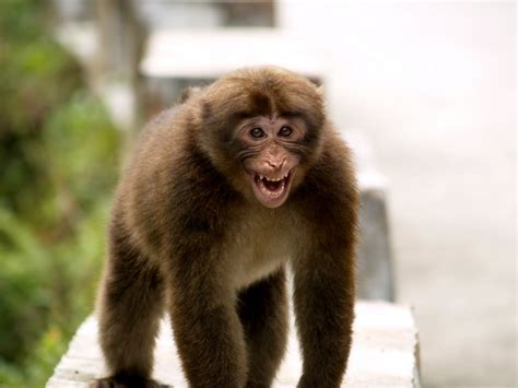 猴子笑图,猴子笑脸,猴子微笑_大山谷图库