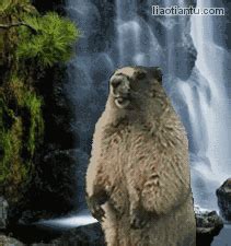 土拨鼠表情包动图图片