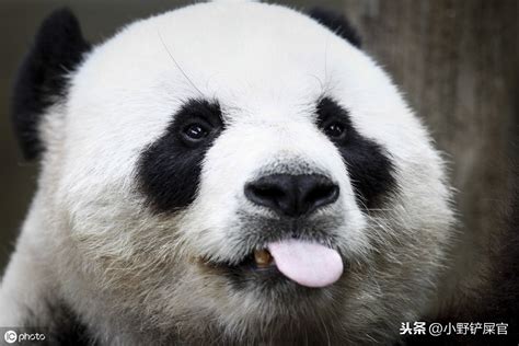 可爱的中国国宝大熊猫高清图片下载-正版图片501653859-摄图网