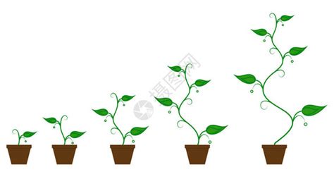 植物生长过程图片_植物生长过程素材_植物生长过程高清图片_摄图网图片下载