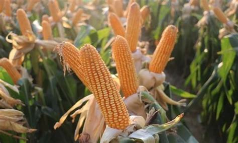 玉米种子泡多久会发芽 - 农敢网