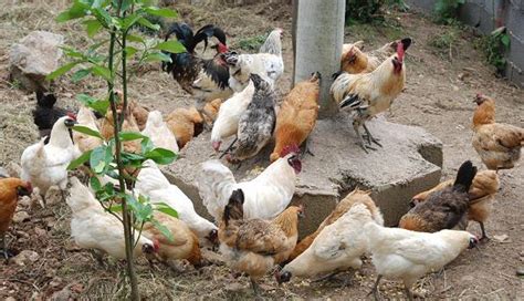 农家散养鸡,家禽家畜,动物摄影,摄影,汇图网www.huitu.com