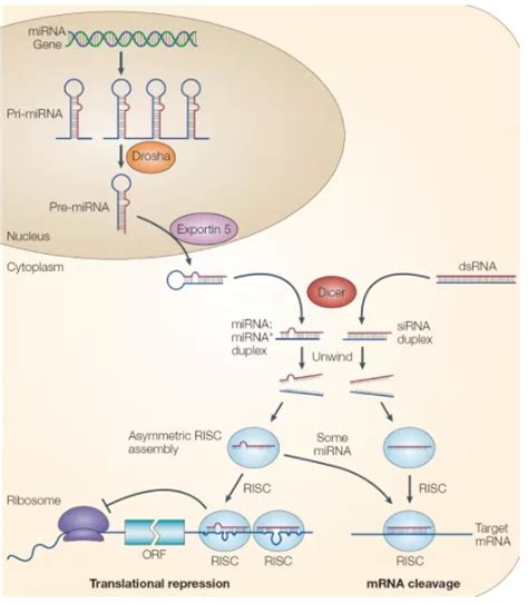 MicroRNA的结构、生物合成及功能 - 知乎