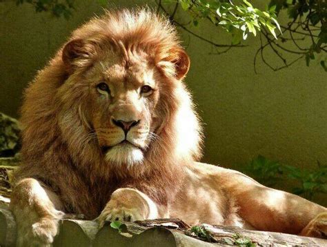 狮子的进化史: 狮子最初无鬃毛, 人类曾靠狮子吃剩的猎物生活