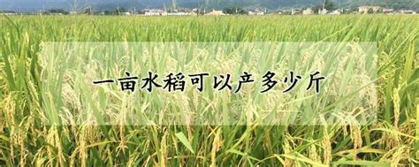一亩水稻可以产多少斤 —【发财农业网】