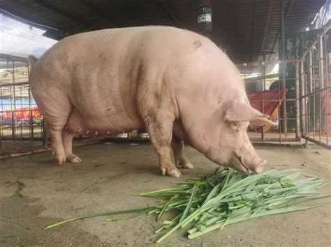 猪会上树？真的，还是700多斤大肥猪，就 柳州的！_澎湃号·媒体_澎湃新闻-The Paper