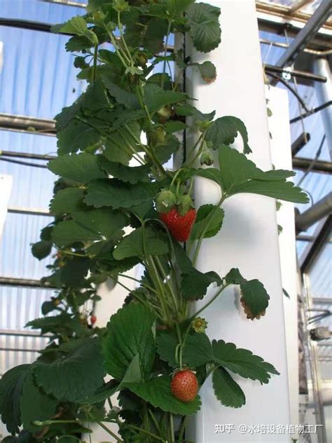 草莓籽怎么种植方法？ - 惠农网