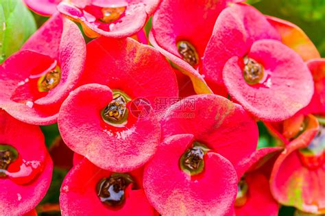甜美的粉红色仙人掌花与残酷的荆棘专注于鲜花高清图片下载-正版图片506371639-摄图网