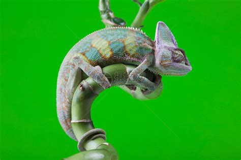 变色龙属于最著名的蜥蜴科之一高清图片下载-正版图片503317160-摄图网