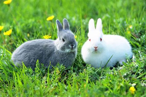 兔子品种大全及介绍 名字(兔子品种大全 名字)-木子李育儿网