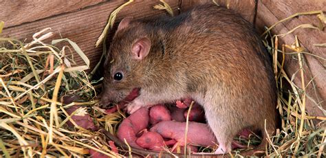 科学可以抑制老鼠对糖分的渴望 | 草根影響力新視野