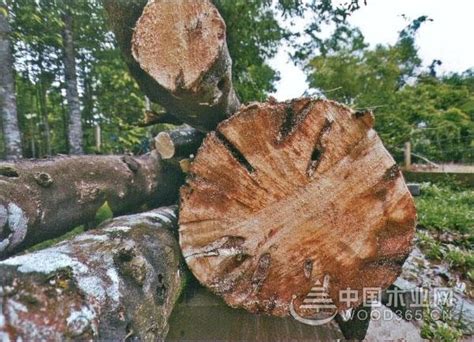 丽明木业 橡木(柞木) 刨切级原木 品质至上-阿里巴巴