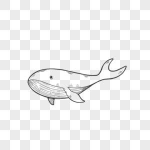 简笔画——卡通鲸鱼-百度经验