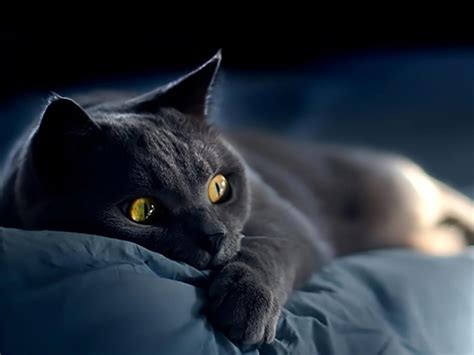 梦见被猫抓是什么意思 预兆好不好 - 周公解梦