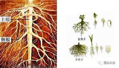 植物的根-广东工业大学 环境科学与工程学院环境生态工程系