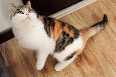 中华田园猫有什么种类（8种出名的“中华田园猫”盘点） - 胖萌舍宠物网
