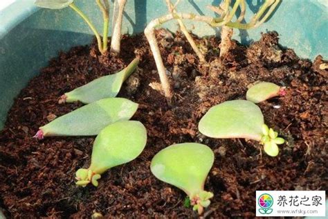 玉树繁殖扦插枝条和叶片的方法_养花之家