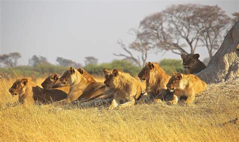 当狮子增加到一定数量后, 狮群是如何完成裂变的|狮群|领地|雄狮_新浪新闻