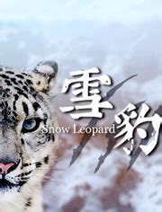 第11集 雪山之王雪豹_高清1080P在线观看平台_腾讯视频