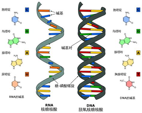 基因是什么？它都有哪些类型？