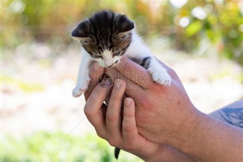 哺乳动物抓住小猫抱在手向下看孩子高清图片下载-正版图片307870149-摄图网