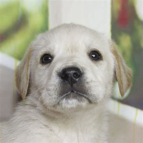 纯种拉布拉多犬幼犬狗狗出售 宠物拉布拉多犬可支付宝交易 拉布拉多犬 /编号10103100 - 宝贝它