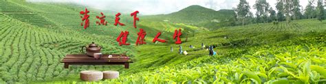 关于我们_云南省腾冲清凉山茶厂有限责任公司