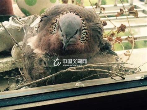 义乌一市民家飞来一只斑鸠 在阳台安家还生了俩小宝宝-斑鸠,义乌-义乌新闻