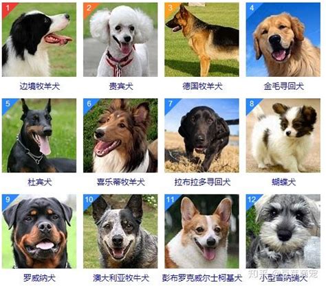 十大聪明犬排名：金毛、杜宾上榜，贵宾犬能排第二_排行榜123网