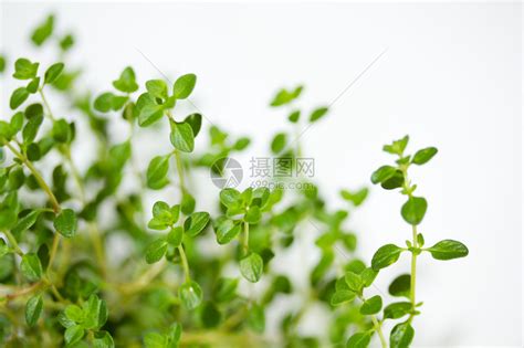 百里香-多年生草本花卉-图片