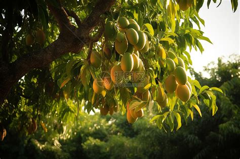【果实累累摄影图片】柿子树下生态摄影_永恒的瞬间_太平洋电脑网摄影部落