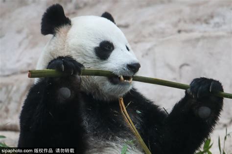 中国旅俄大熊猫丁丁非常喜欢莫斯科动物园的冬季生活 - 2021年12月13日, 俄罗斯卫星通讯社
