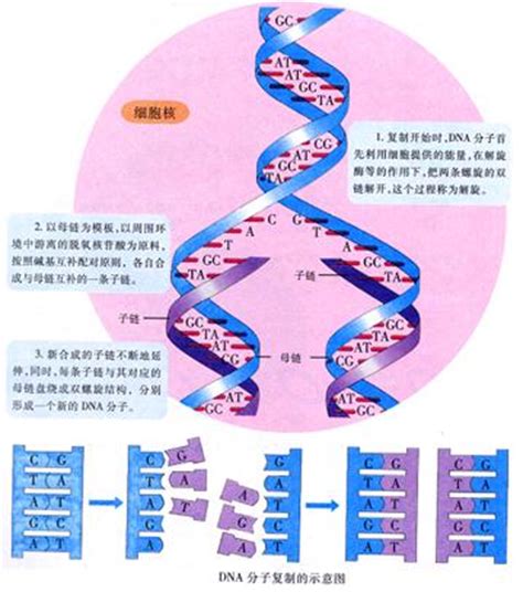 技术动态：显微镜下构建重组DNA分子_化工仪器网