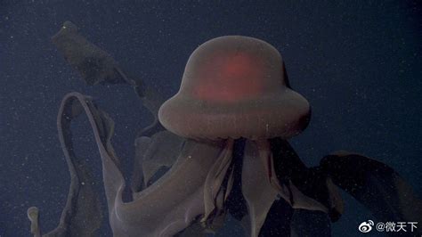 深海中的霞水母-欧莱凯设计网
