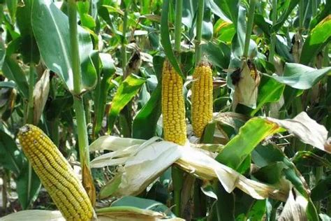 2021年种什么玉米品种?|玉米|品种|植株_新浪新闻