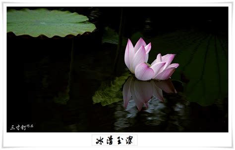 【冰清玉洁摄影图片】深圳生态摄影_太平洋电脑网摄影部落
