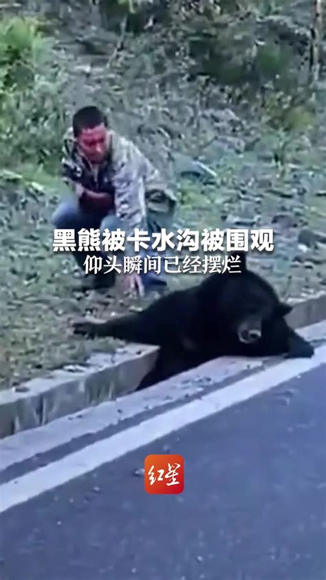 黑熊被卡水沟被围观 仰头瞬间已经摆烂_凤凰网资讯_凤凰网