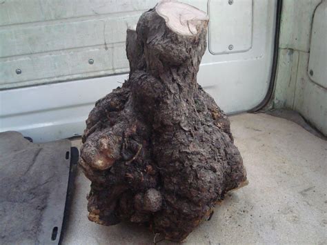 麻梨疙瘩树图片