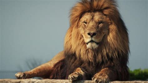 世界19大猫科动物战力排行榜：东北虎第一，非洲狮第二，家猫垫_移号推荐信