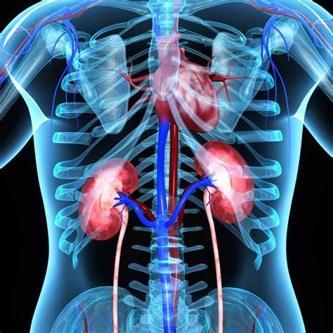 All About Kidney Failure After Heart Attack - Turn To Be Healthy