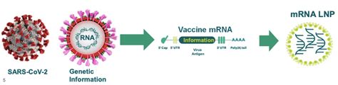 辉瑞宣布新冠疫苗有效性 90%，全球首款 mRNA 疫苗要来了吗？ - 丁香园